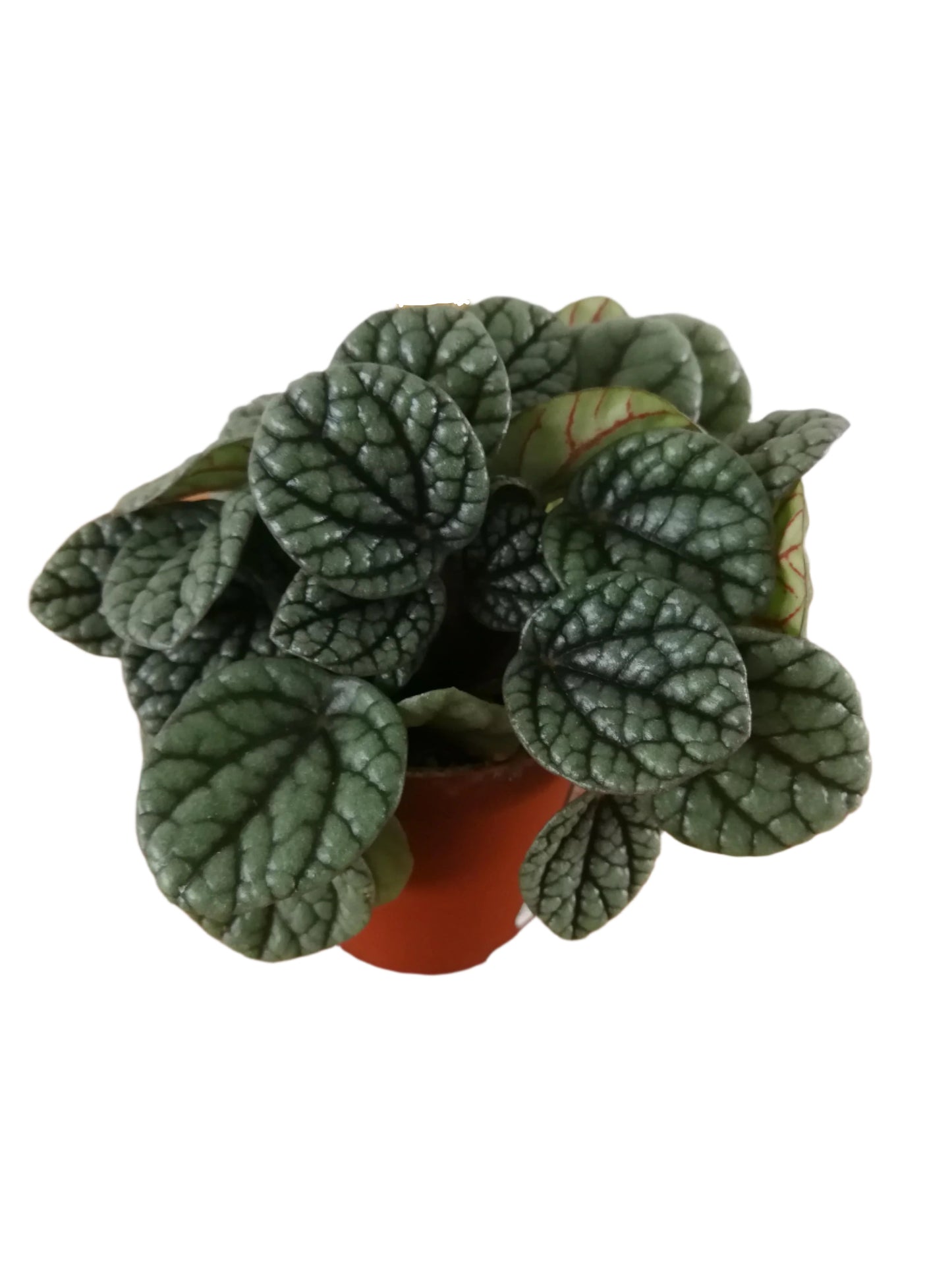 Peperomia caperata 'Greyhound'