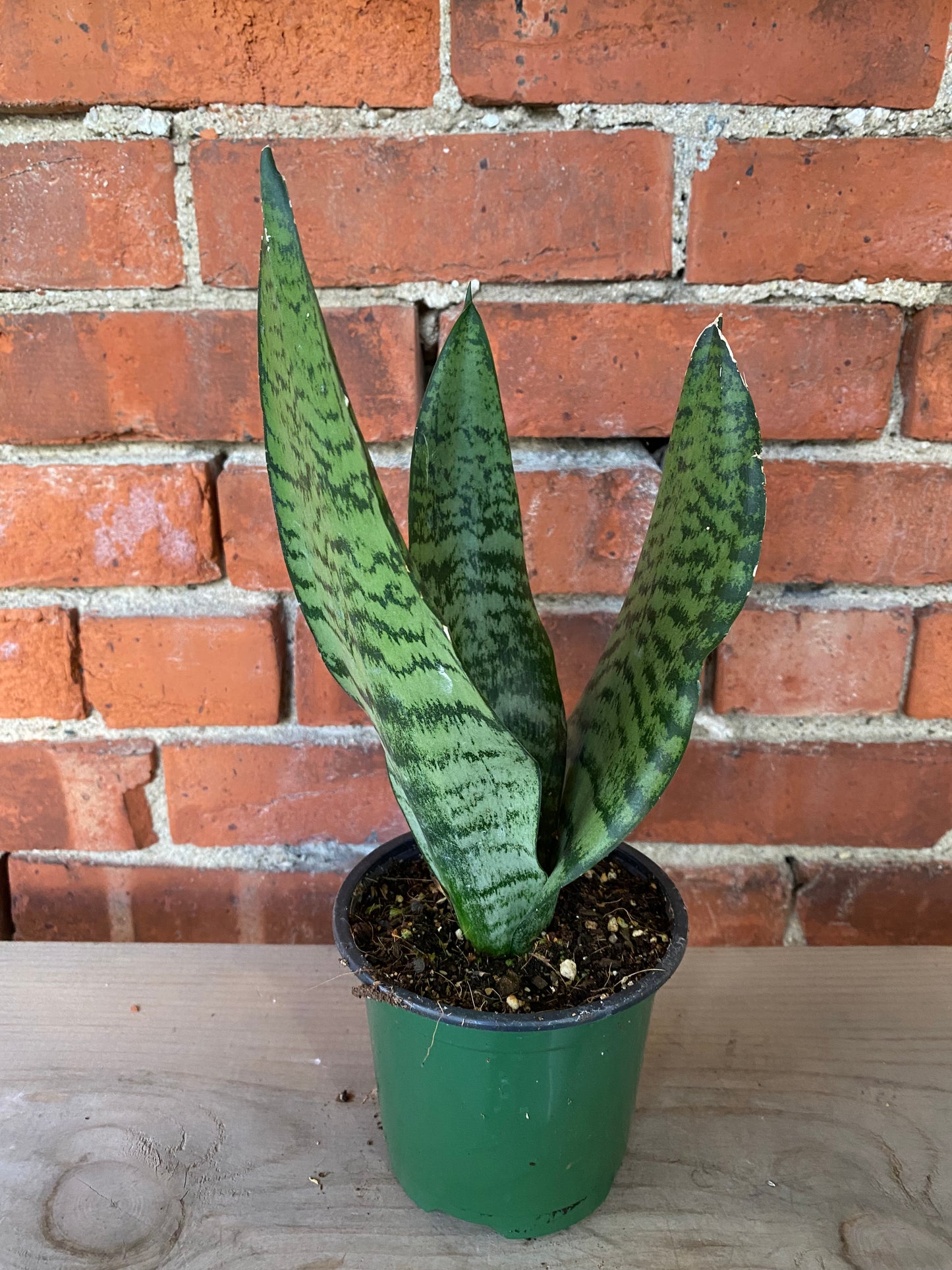 Sansevieria robusta