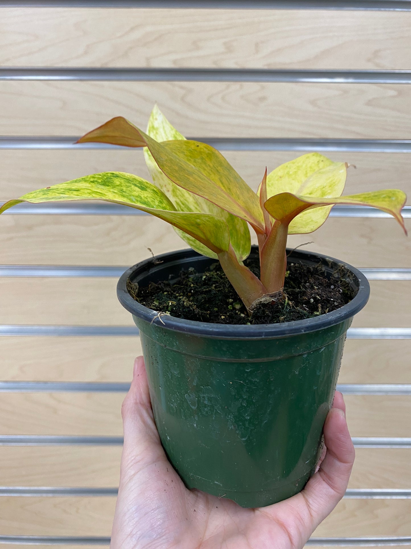 Philodendron 'Orange Marmalade' - 4.5" Pot