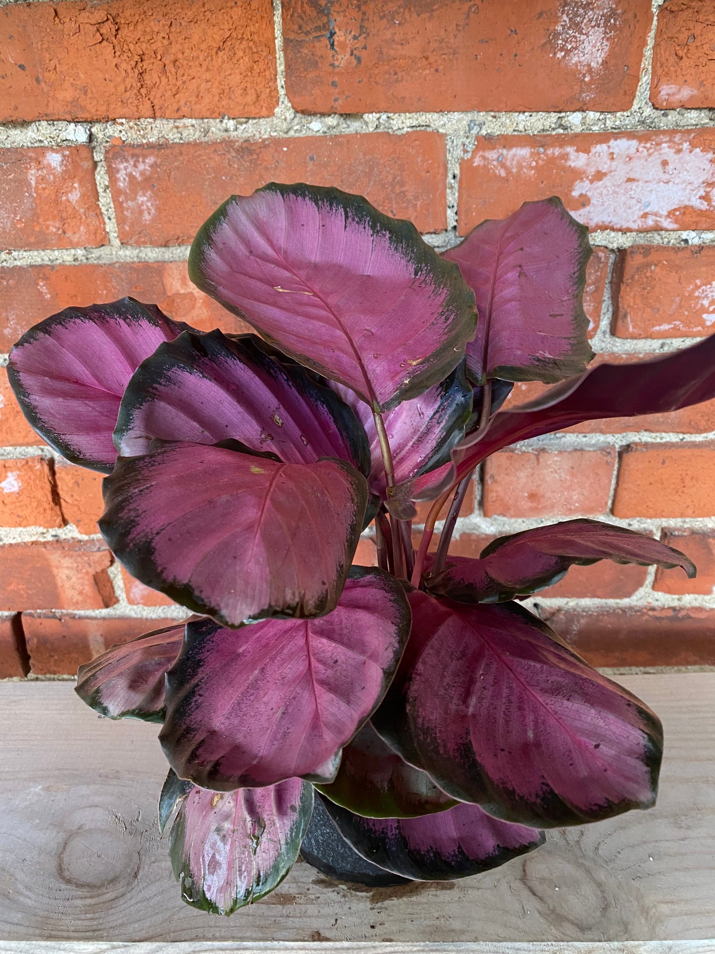 Calathea 'Pink Star'
