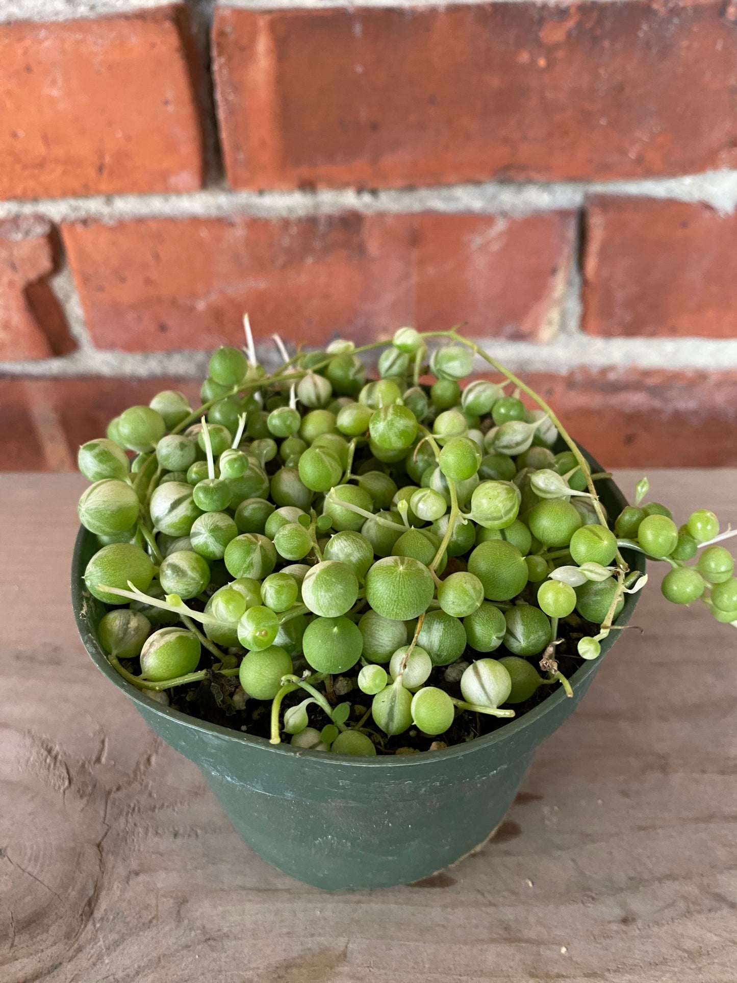Senecio Rowleyanus ‘String of Pearls Variegated’