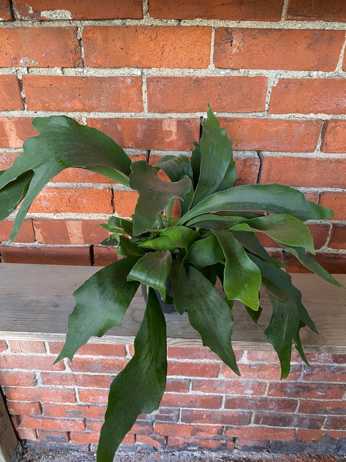Platycerium Bifurcatum 'Staghorn Fern'