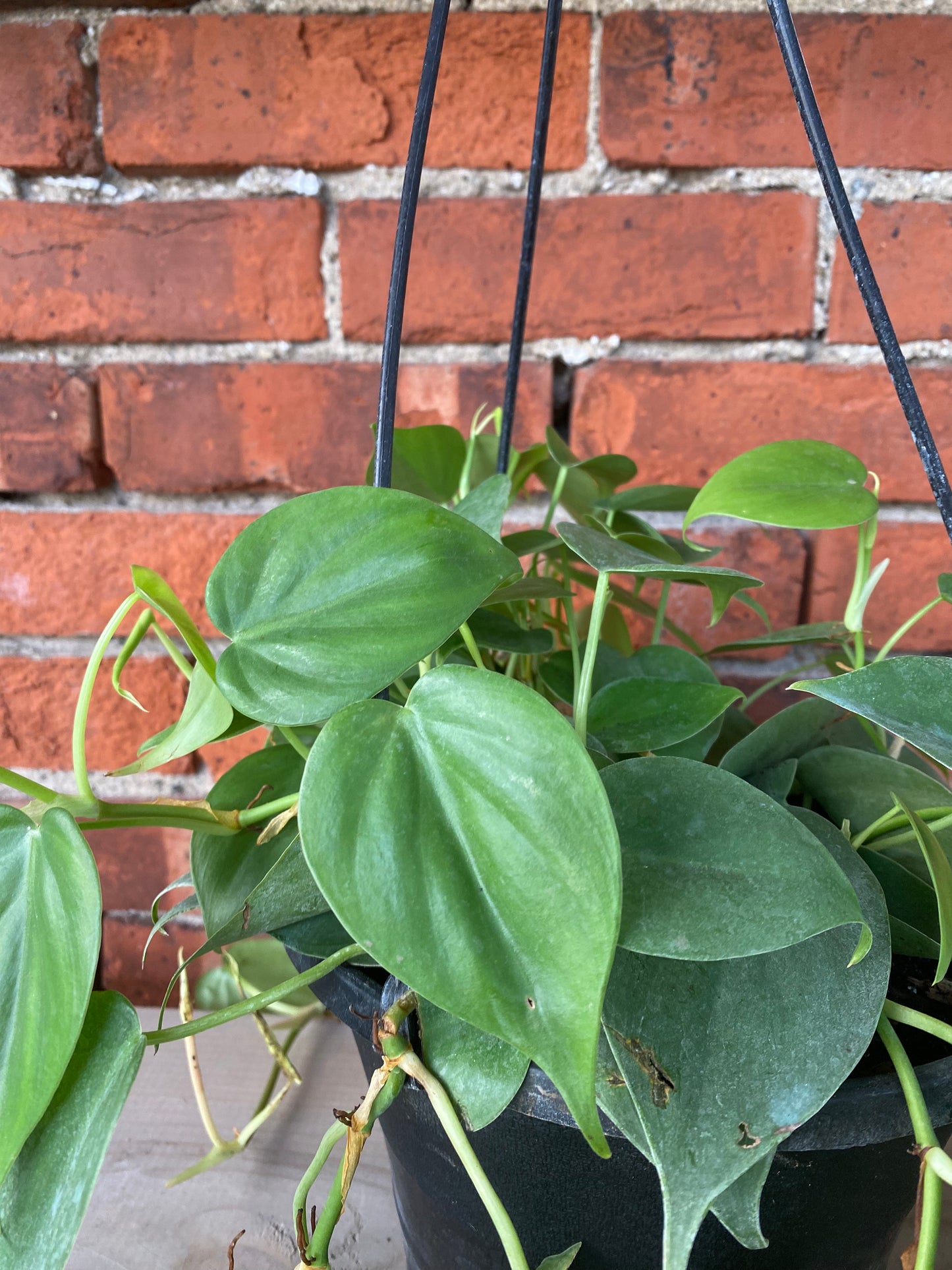 Philodendron cordatum 'Heart Leaf'