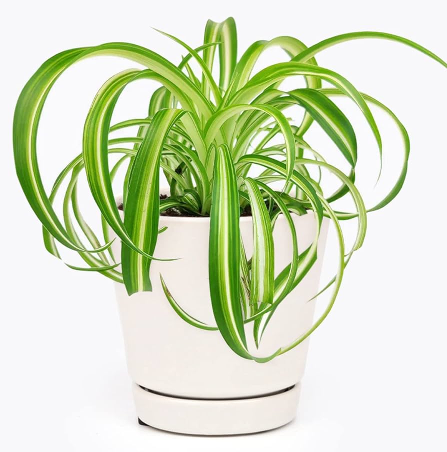 Chlorophytum Comosum ‘Variegated Bonnie Spider Plant’