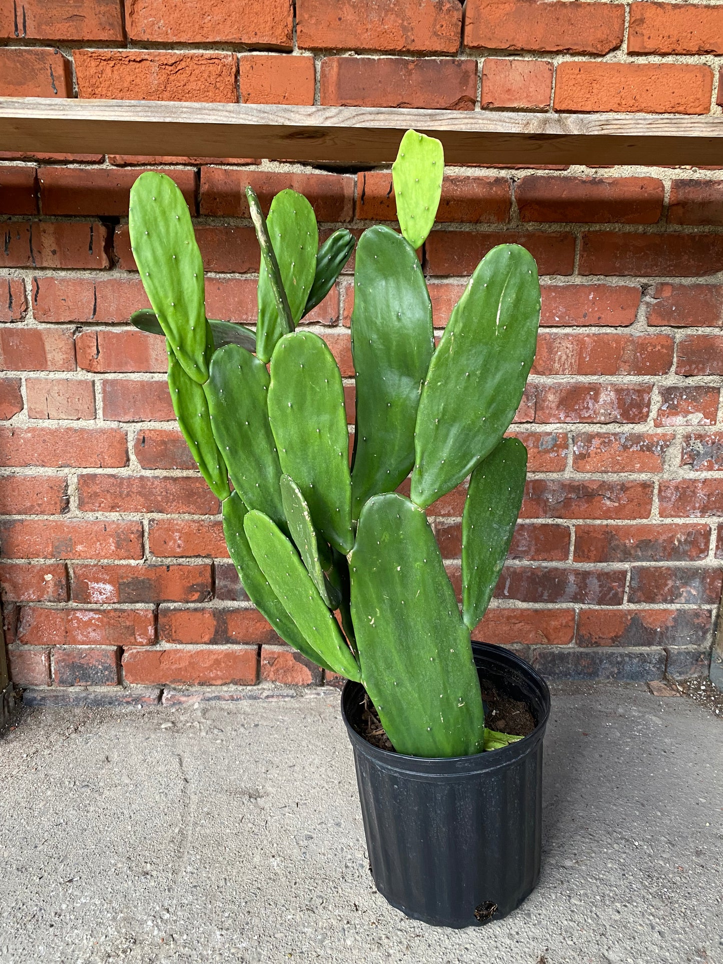 Opuntia 'Prickly Cacti'