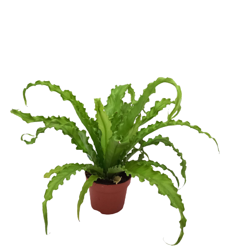 Asplenium 'Bird's nest fern'