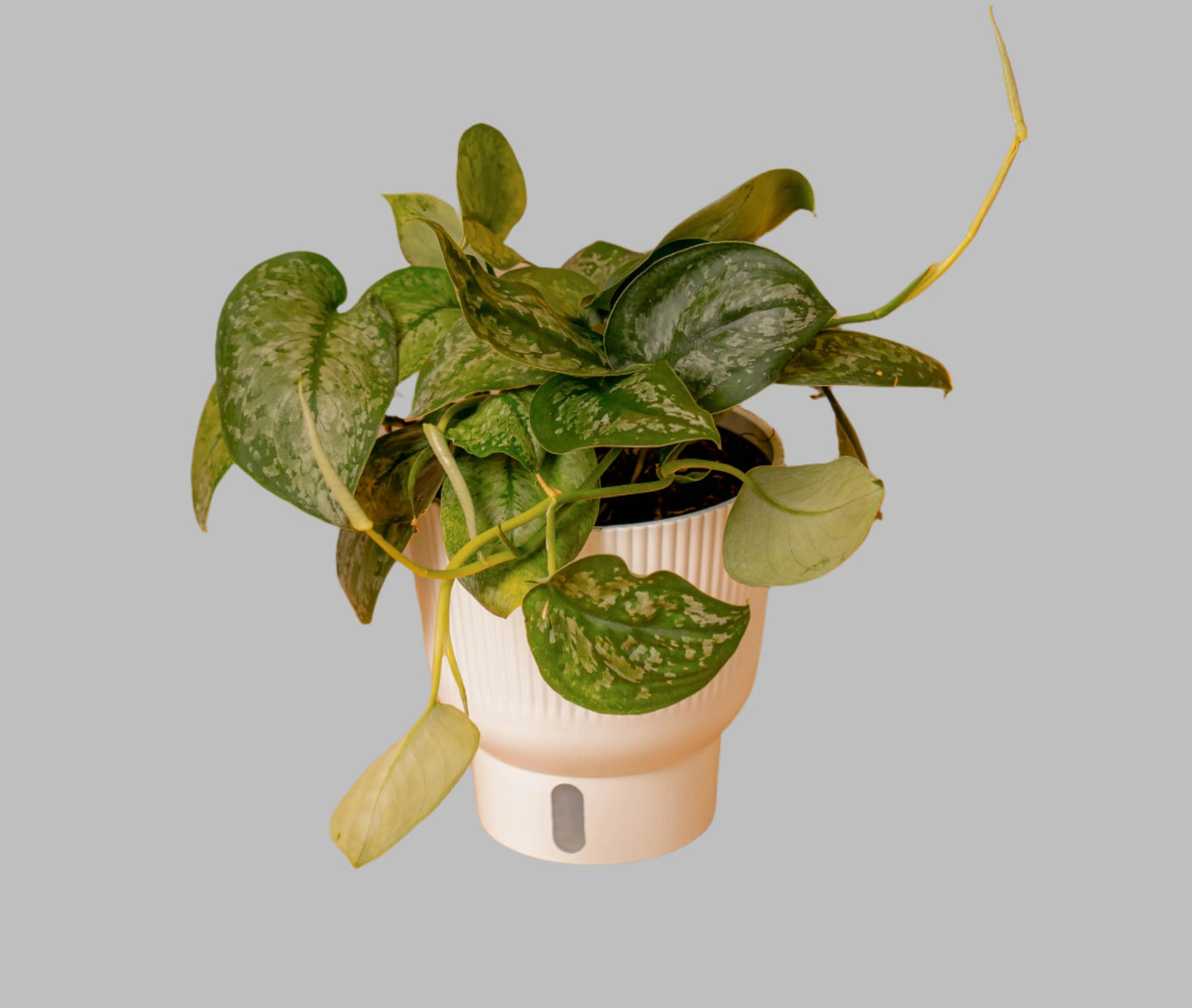 Scindapsus 'Mount Salak'