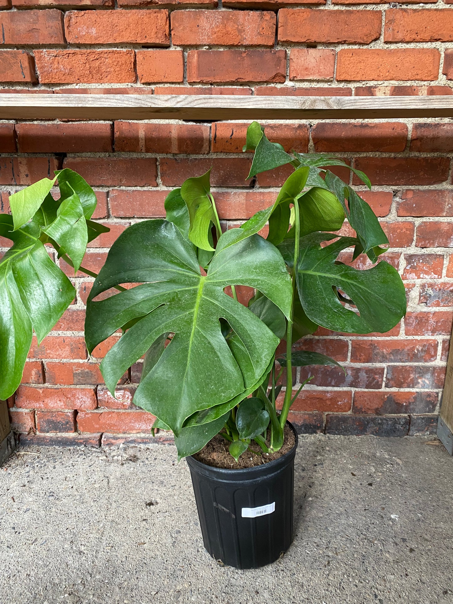Monstera deliciosa 'Split Leaf'