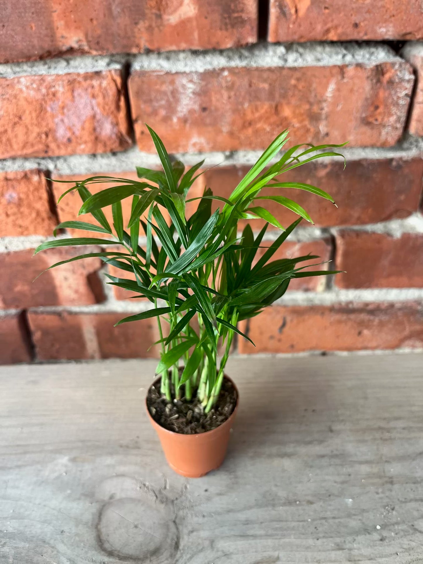 Chamaedorea Elegans ‘Parlor Palm’