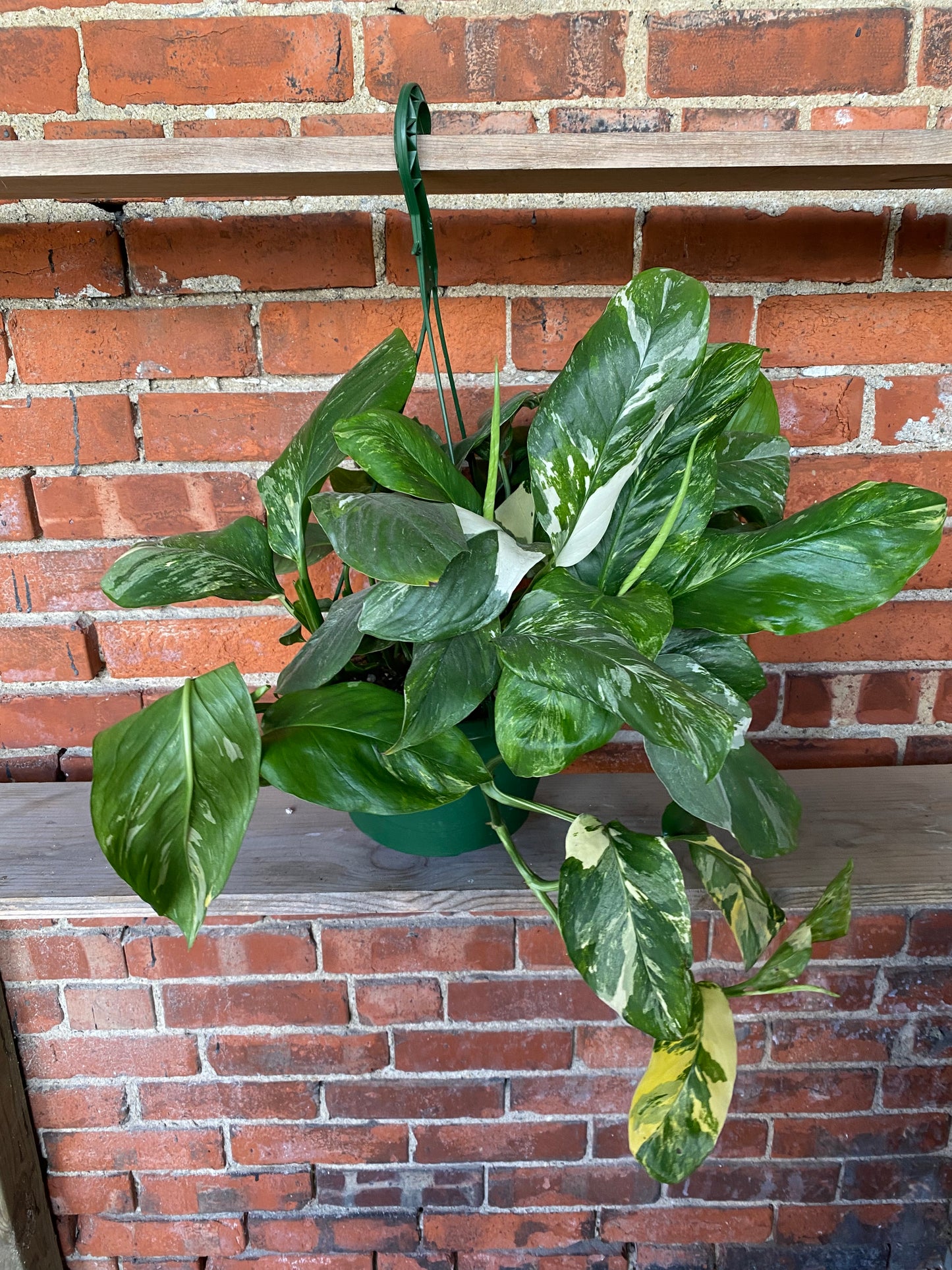 Monstera lechleriana 'Albo Variegata'