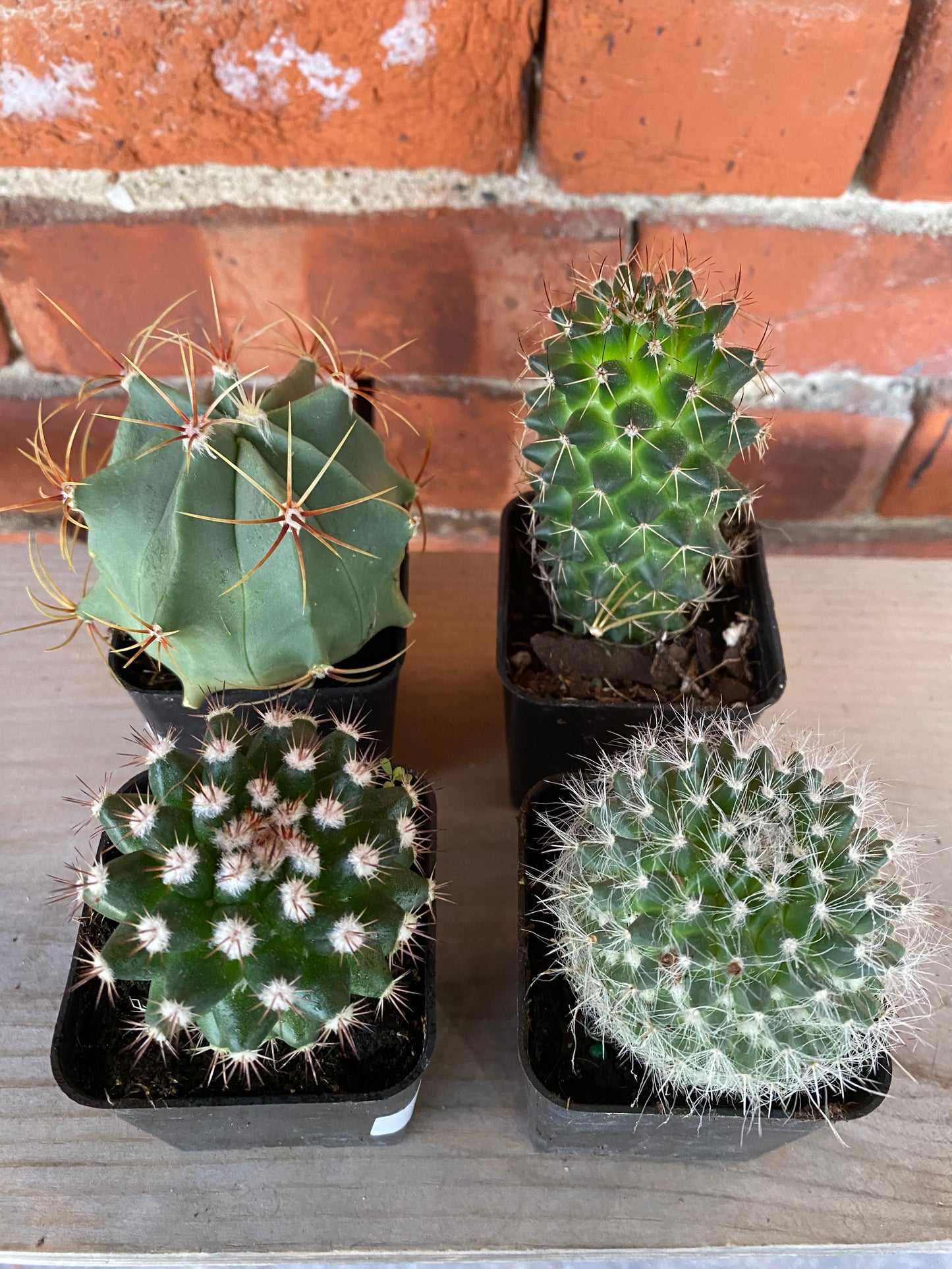 Cacti 'Assorted Varieties'