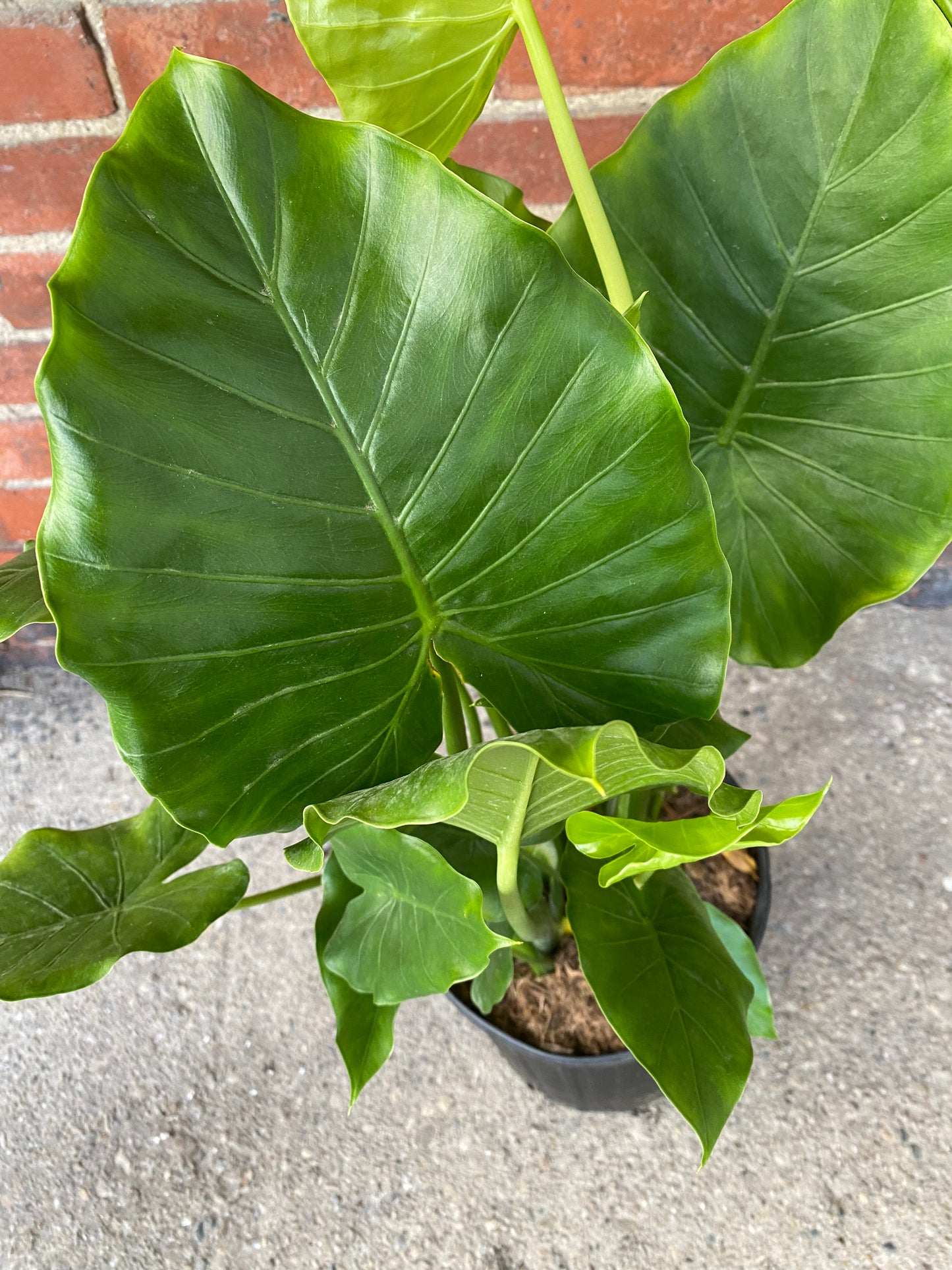 Alocasia 'California'