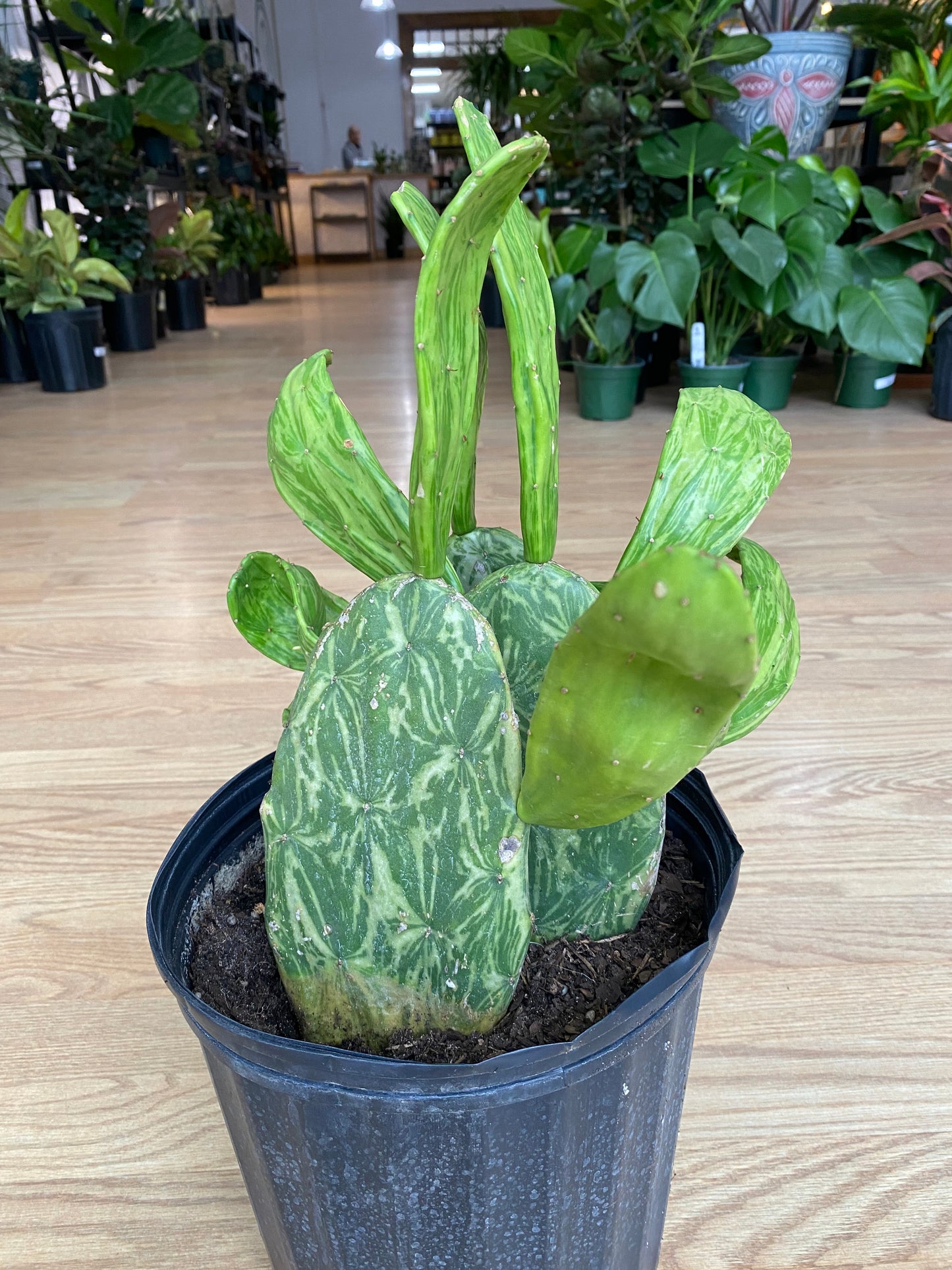 Opuntia cochenillifera 'Variegated Prickly Cacti' - 10" Pot