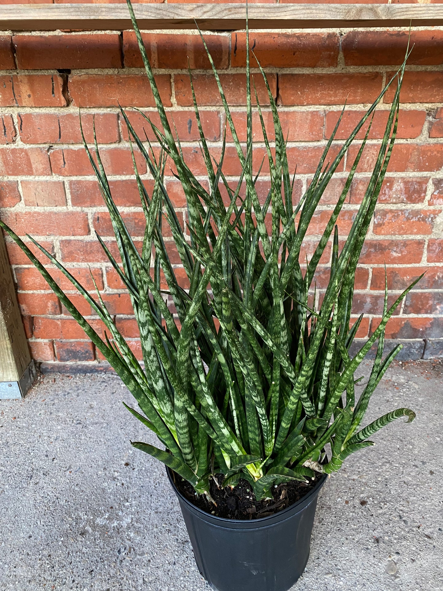 Sansevieria 'Fernwood'
