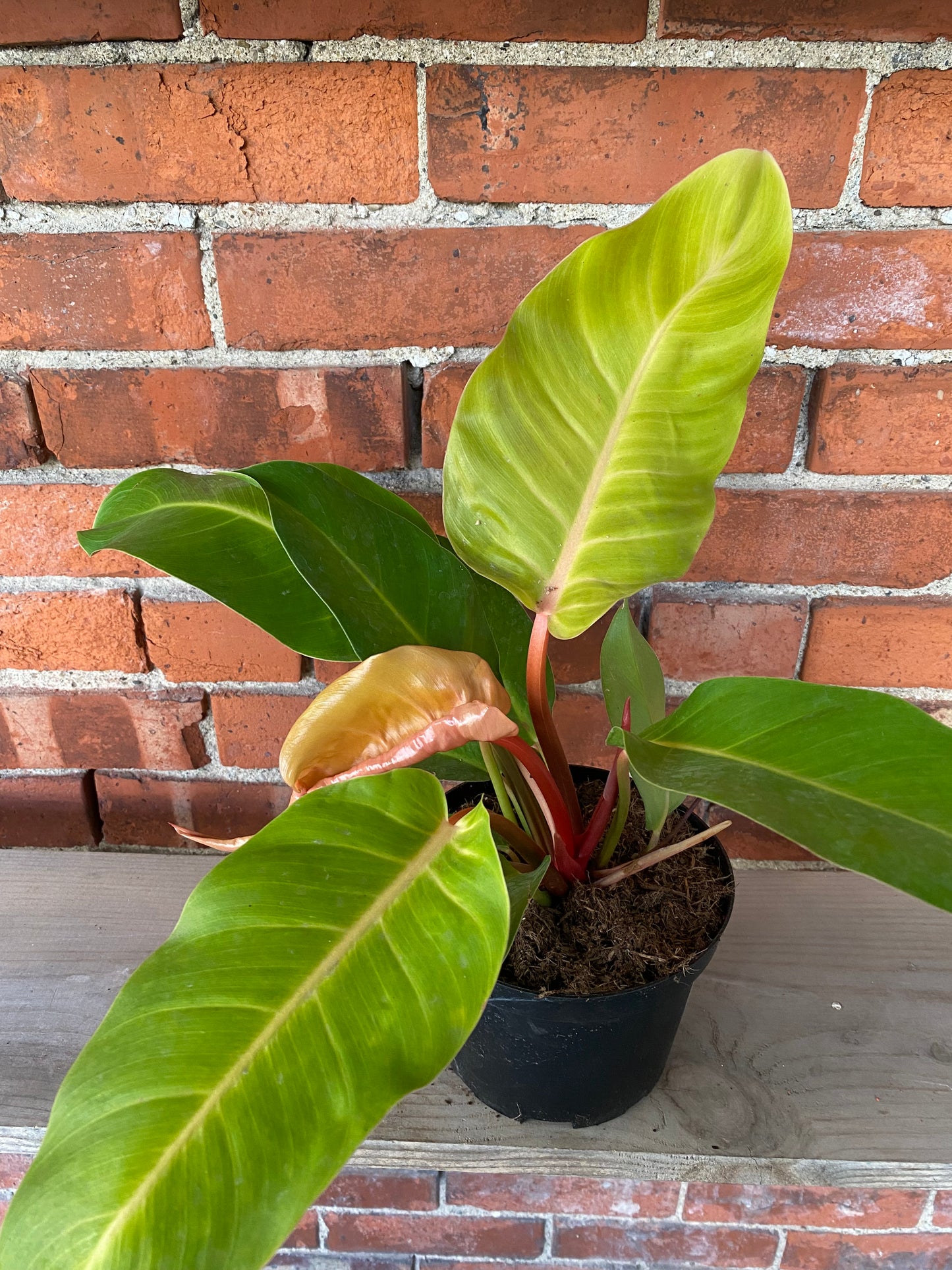 Philodendron ‘Prince of Orange’