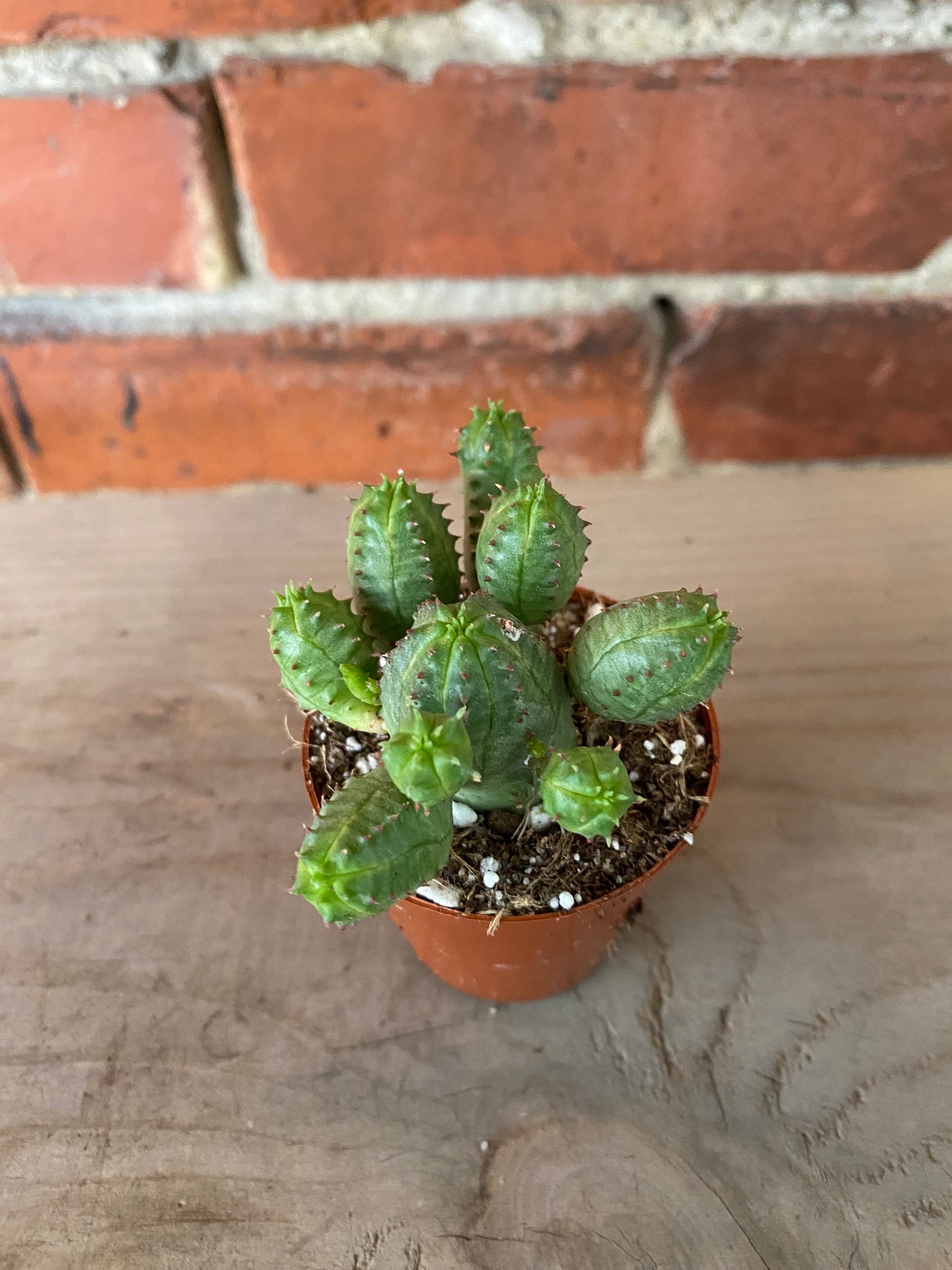 Euphorbia obesa f. monstruosa