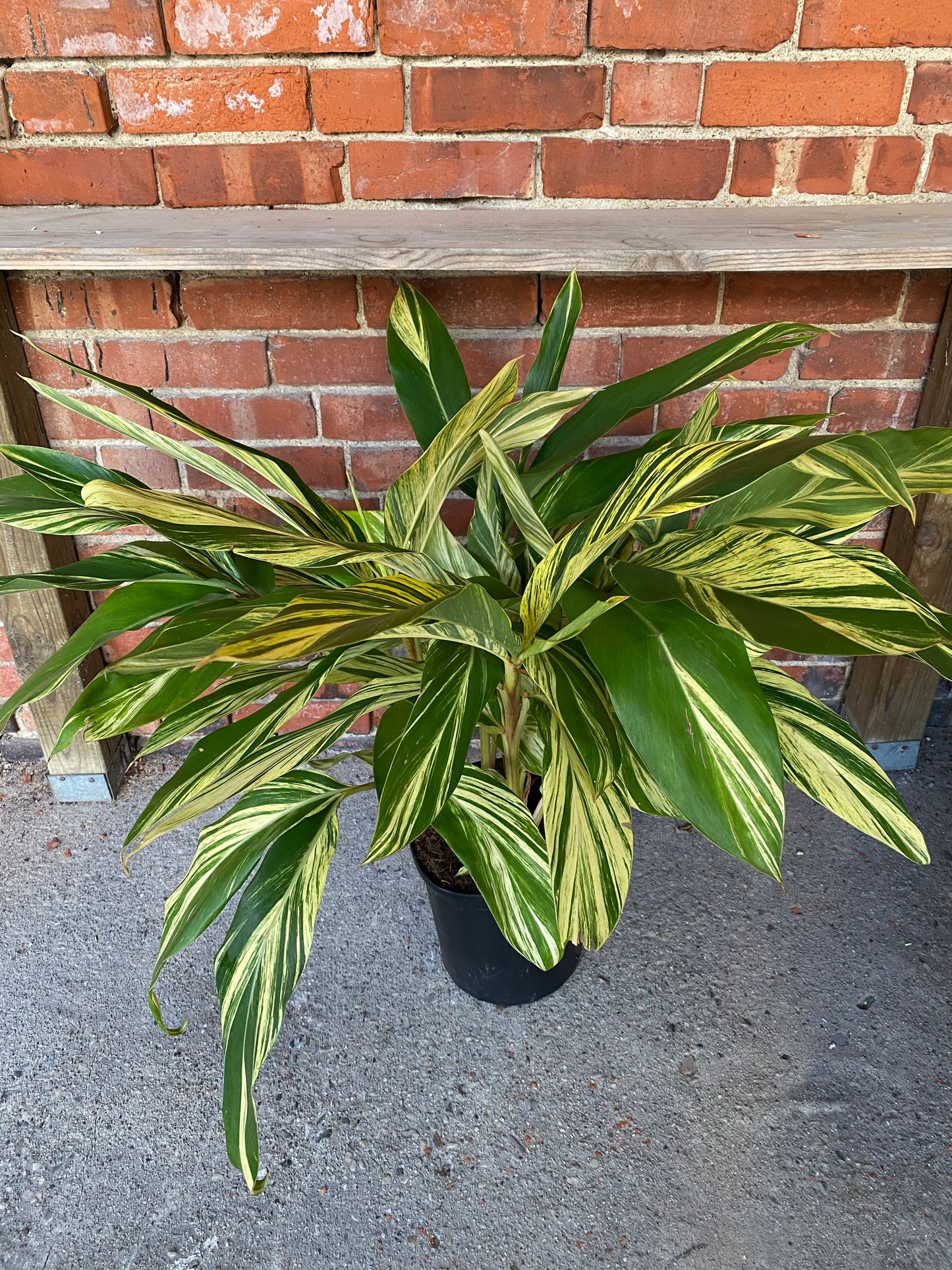 Alpinia zerumbet 'Variegated Shell Ginger'