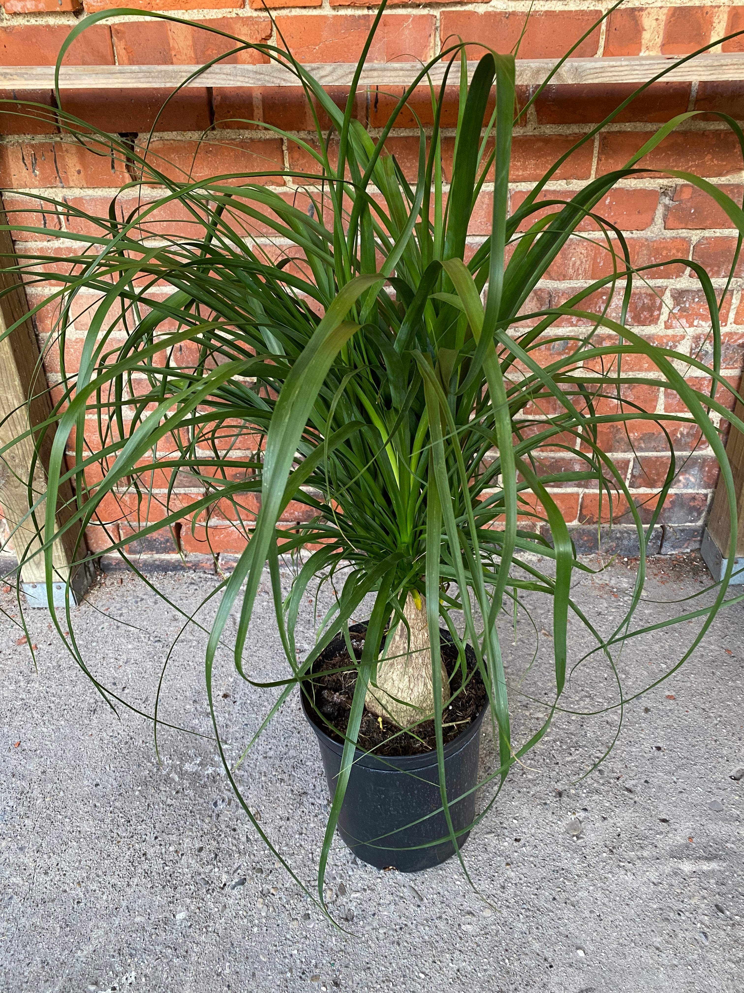 Beaucarnea recurvata 'Ponytail Palm' – Snakeroot Botanicals