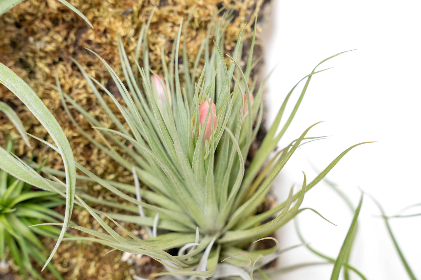 Air Plant Cork Bark Displays