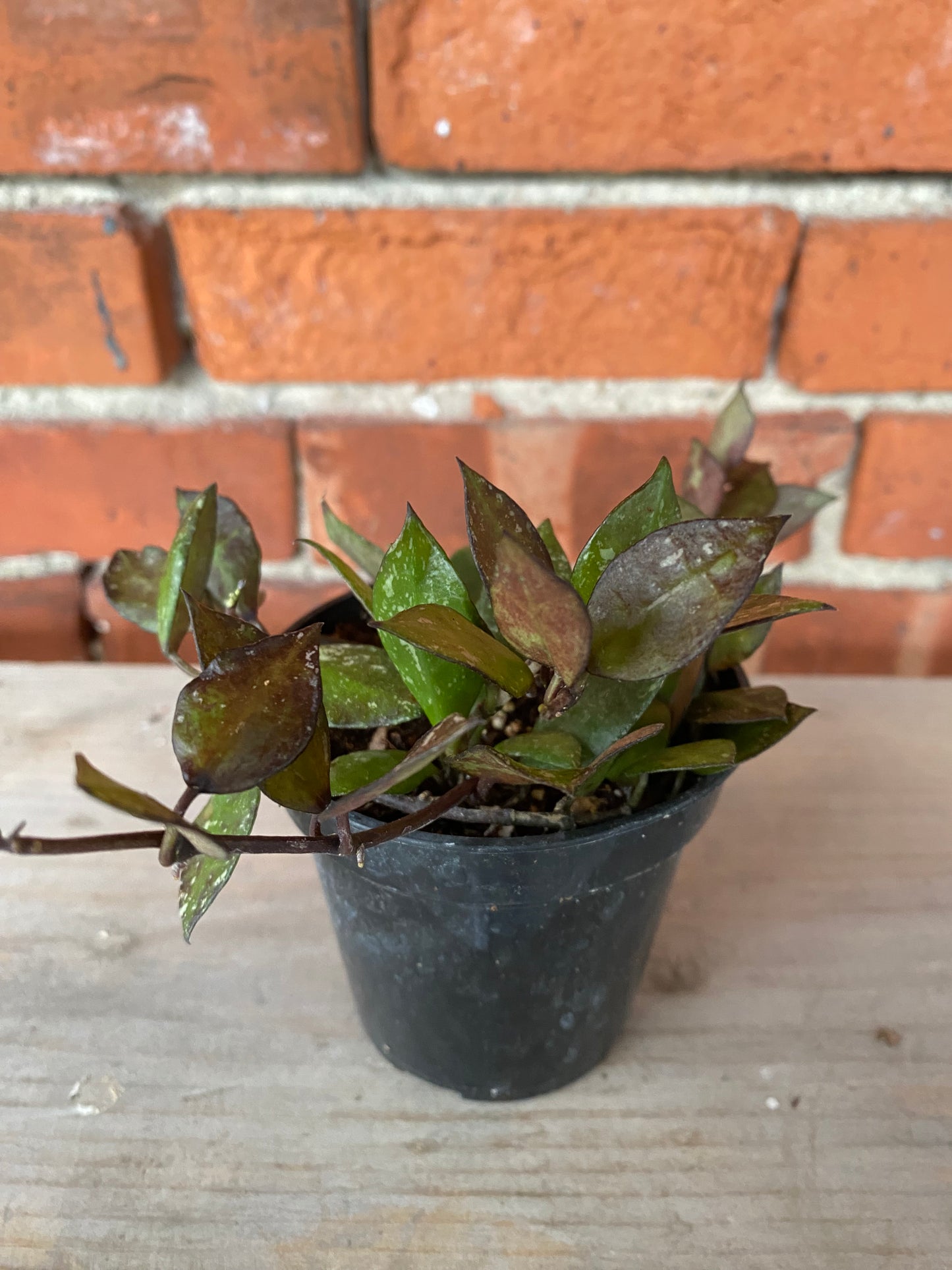 Hoya krohniana 'Black'