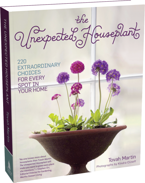 The Unexpected Houseplant