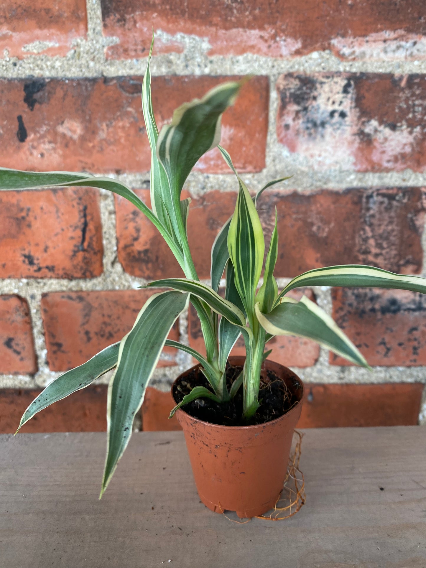 Dracaena Sanderiana ‘Lucky Bamboo”