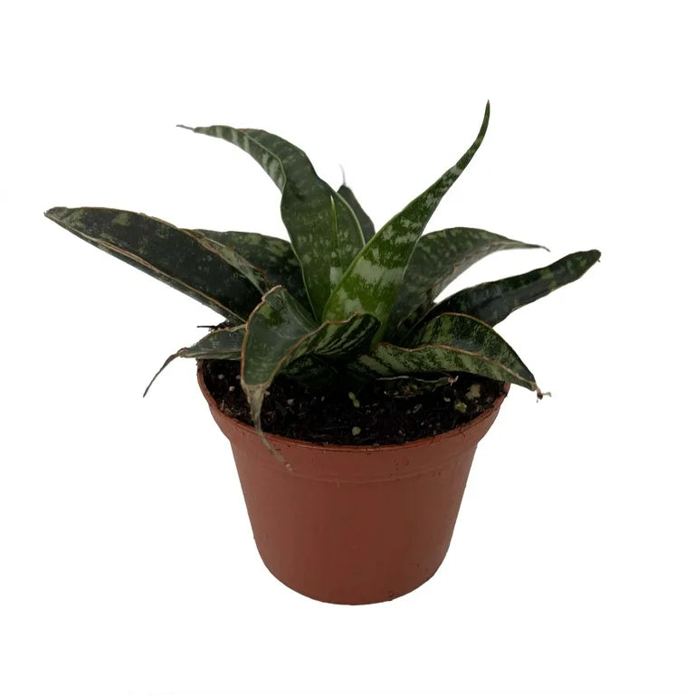 sansevieria tiger Sansevieria 'Tiger'