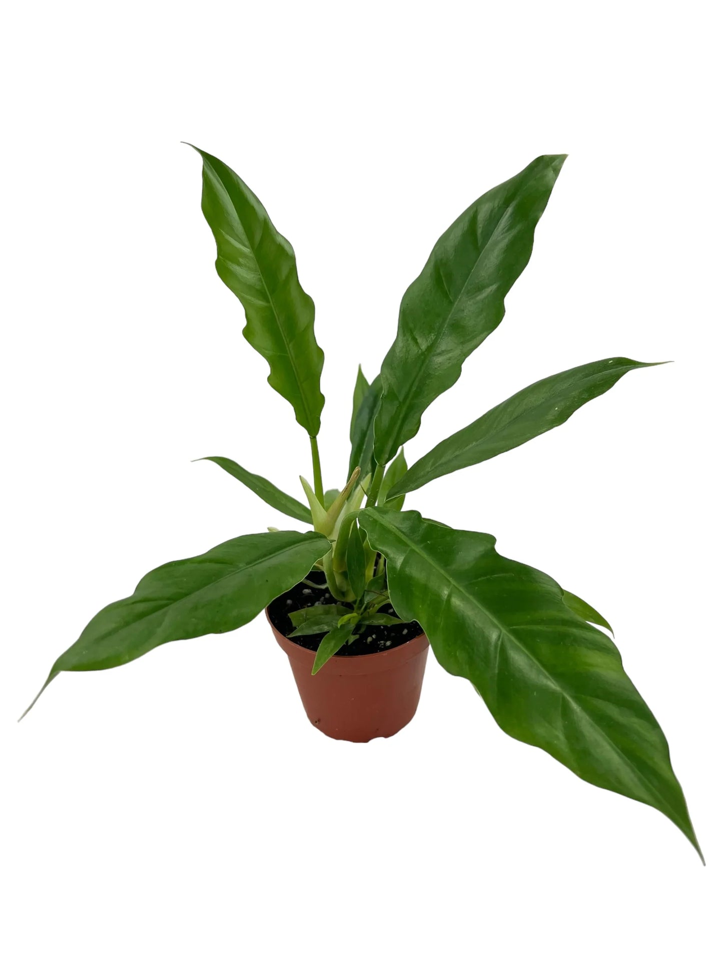 Philodendron 'Jungle Boogie'