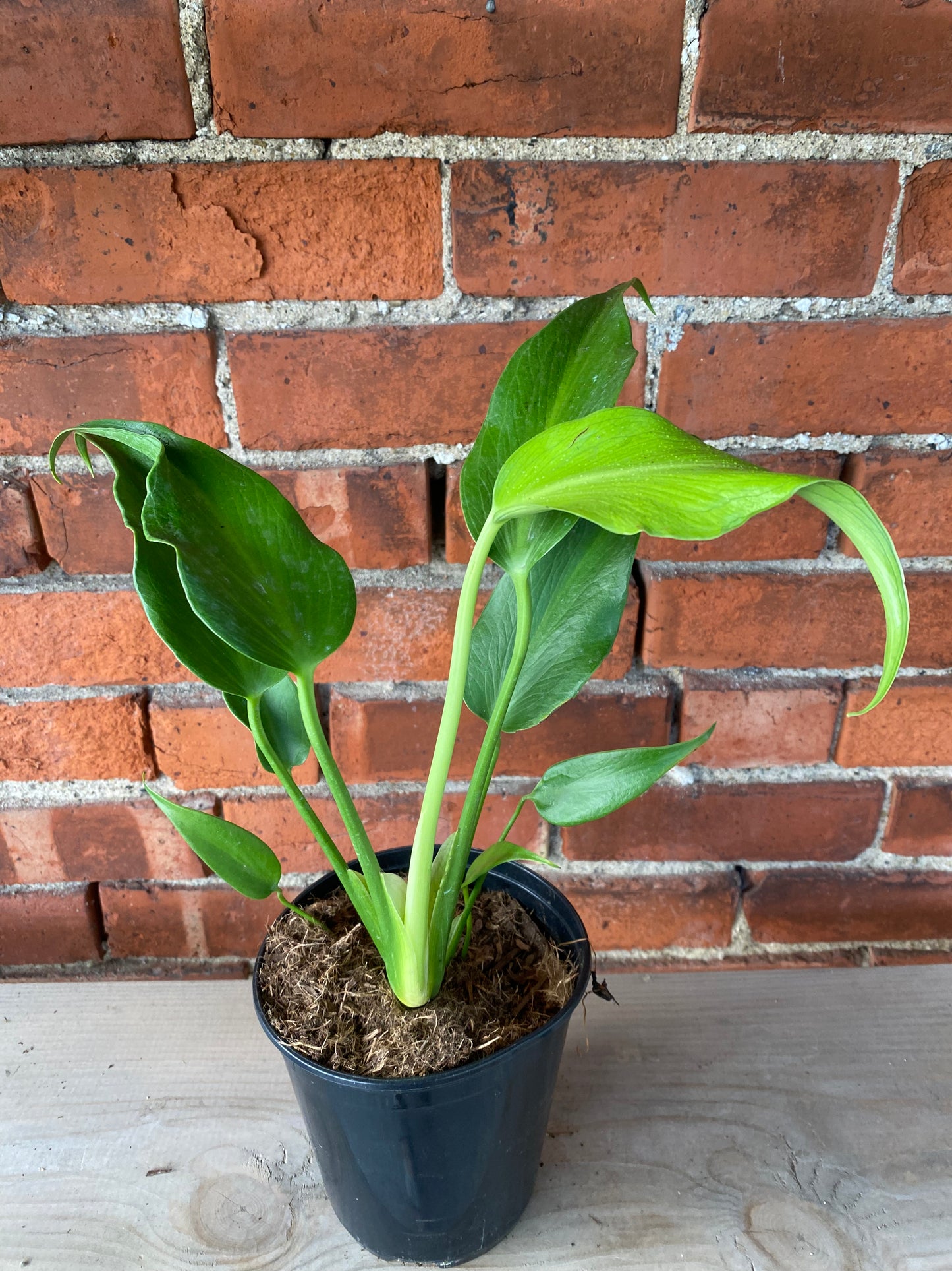 Monstera 'Burle Marx Flame' - 5.5" Pot