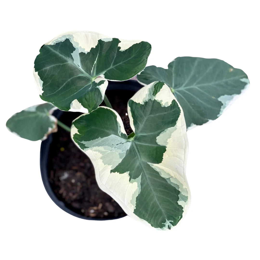 Alocasia ‘Mickey Mouse Ears’