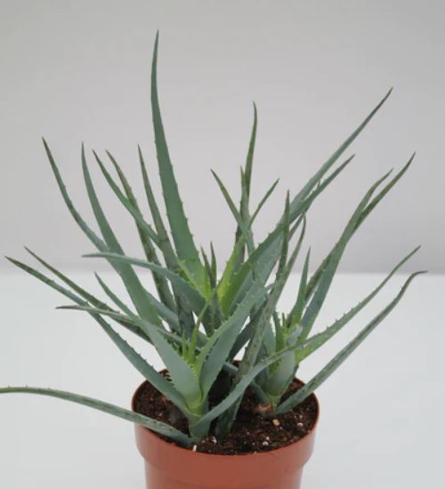Aloe 'Blue Elf'
