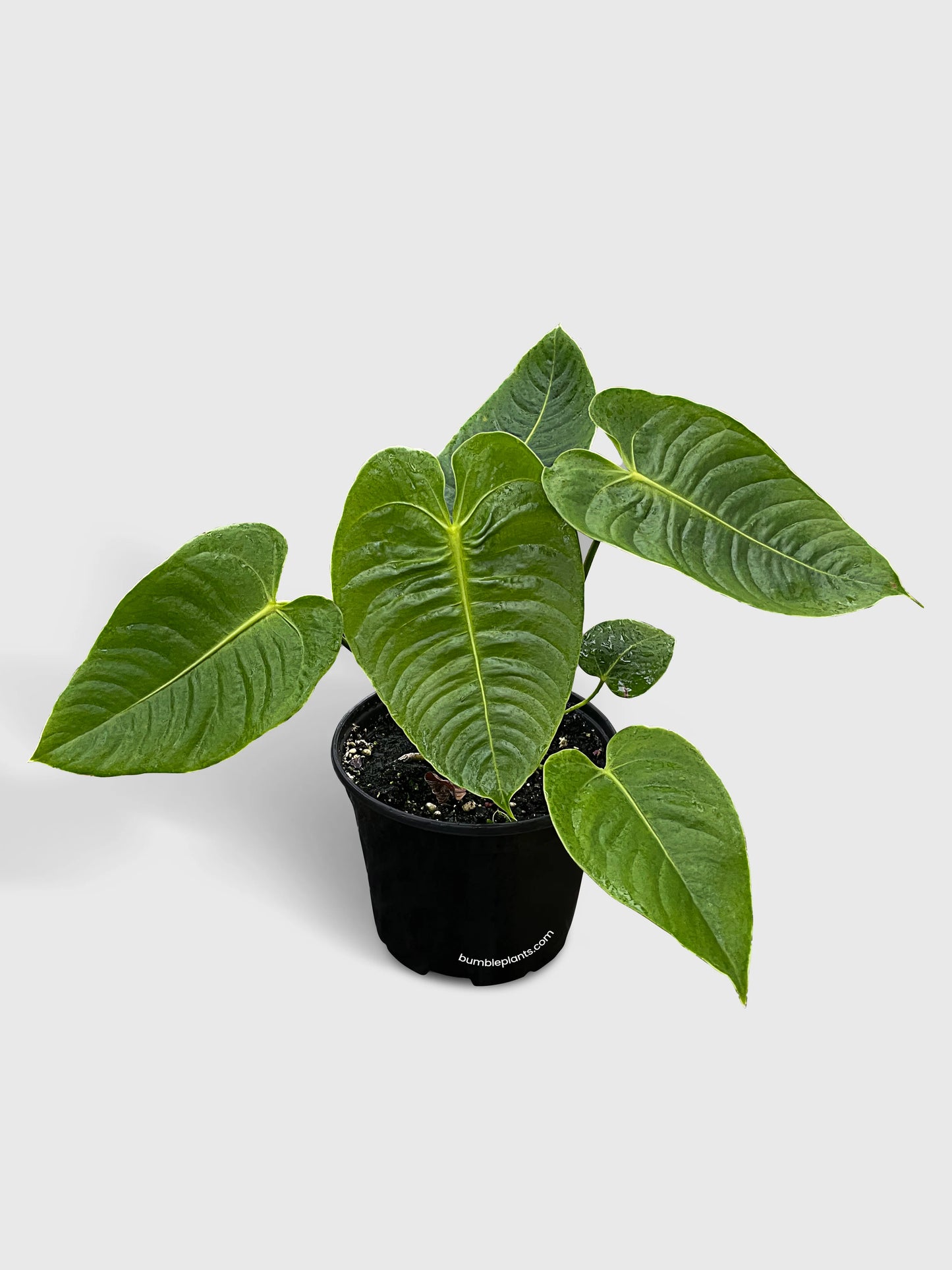 Anthurium veitchii 'King'