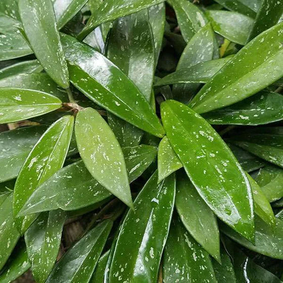 Hoya pubicalyx 'Splash'