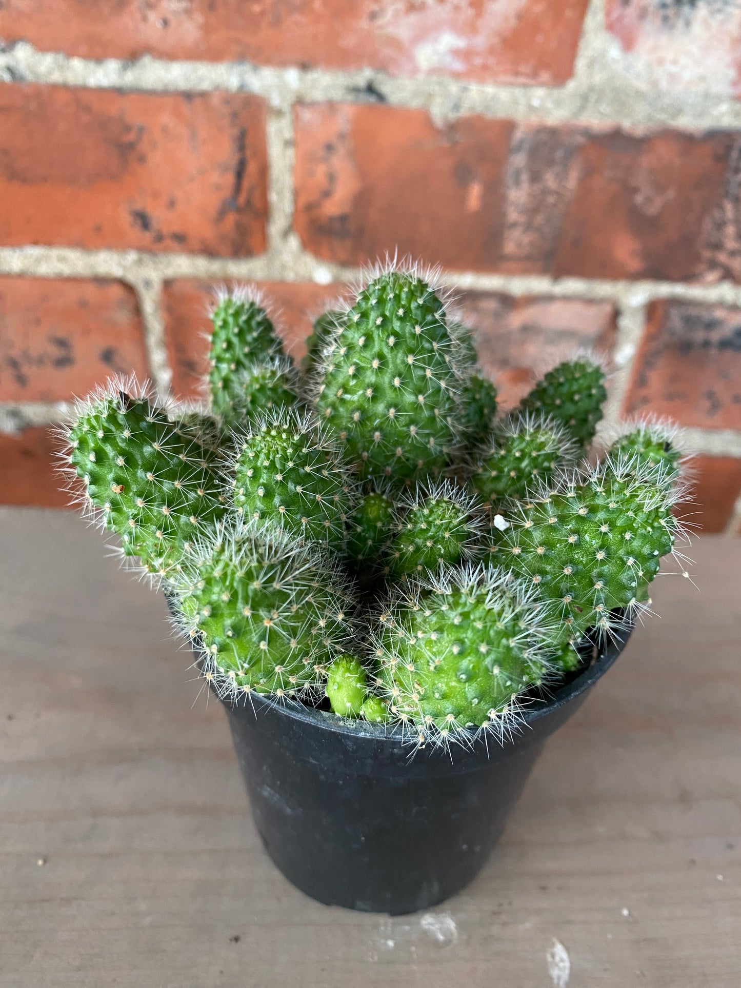 Mammillaria carmenae 'Globe Cacti'