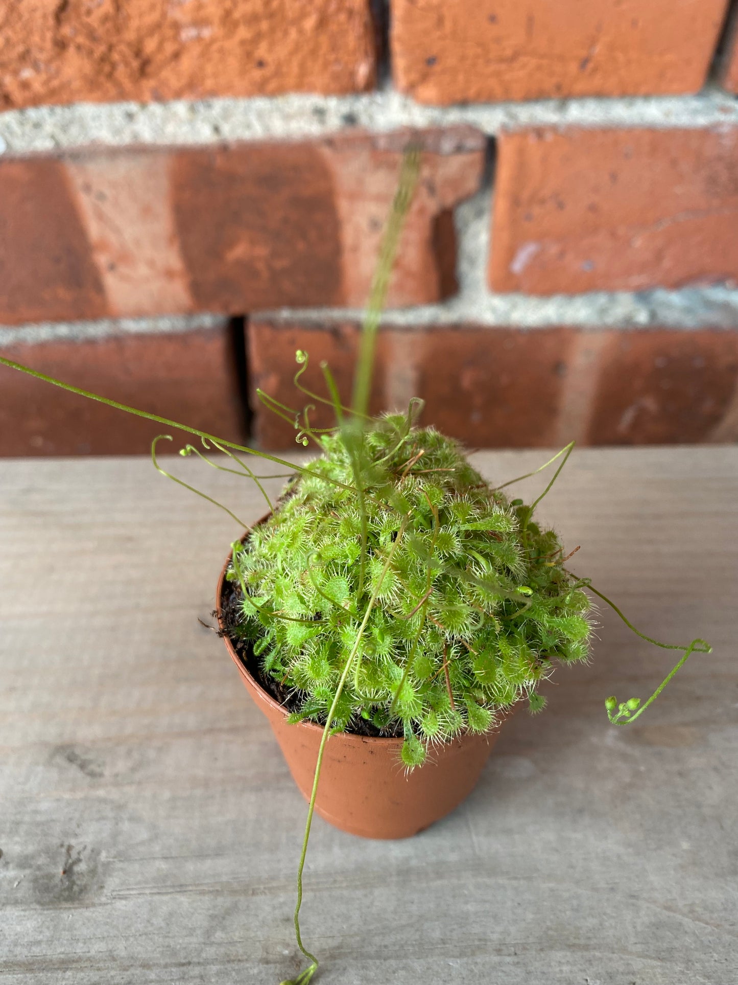 Drosera ‘Sundew Carnivorous Plant’