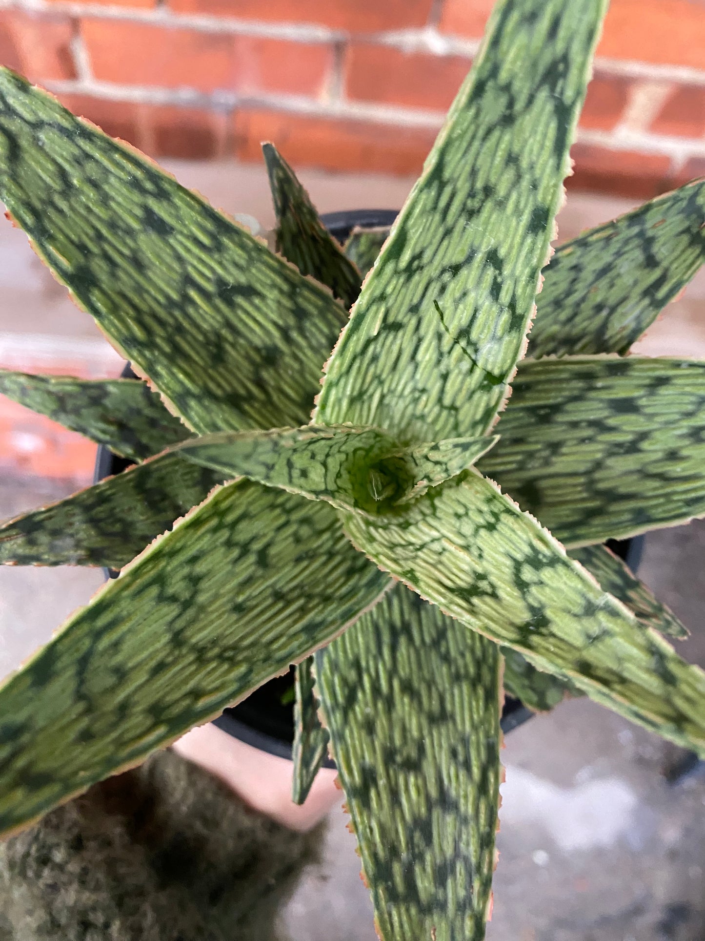 Aloe 'Pink Blush'