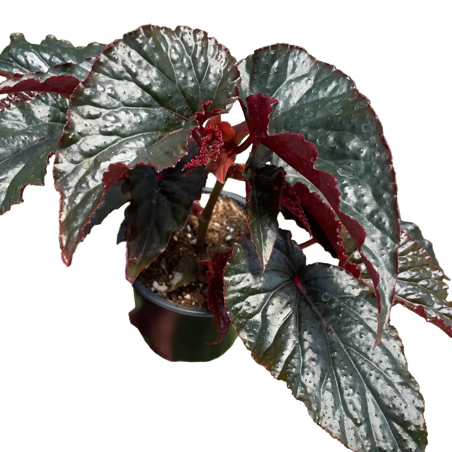 Begonia maculata 'Black Magic'