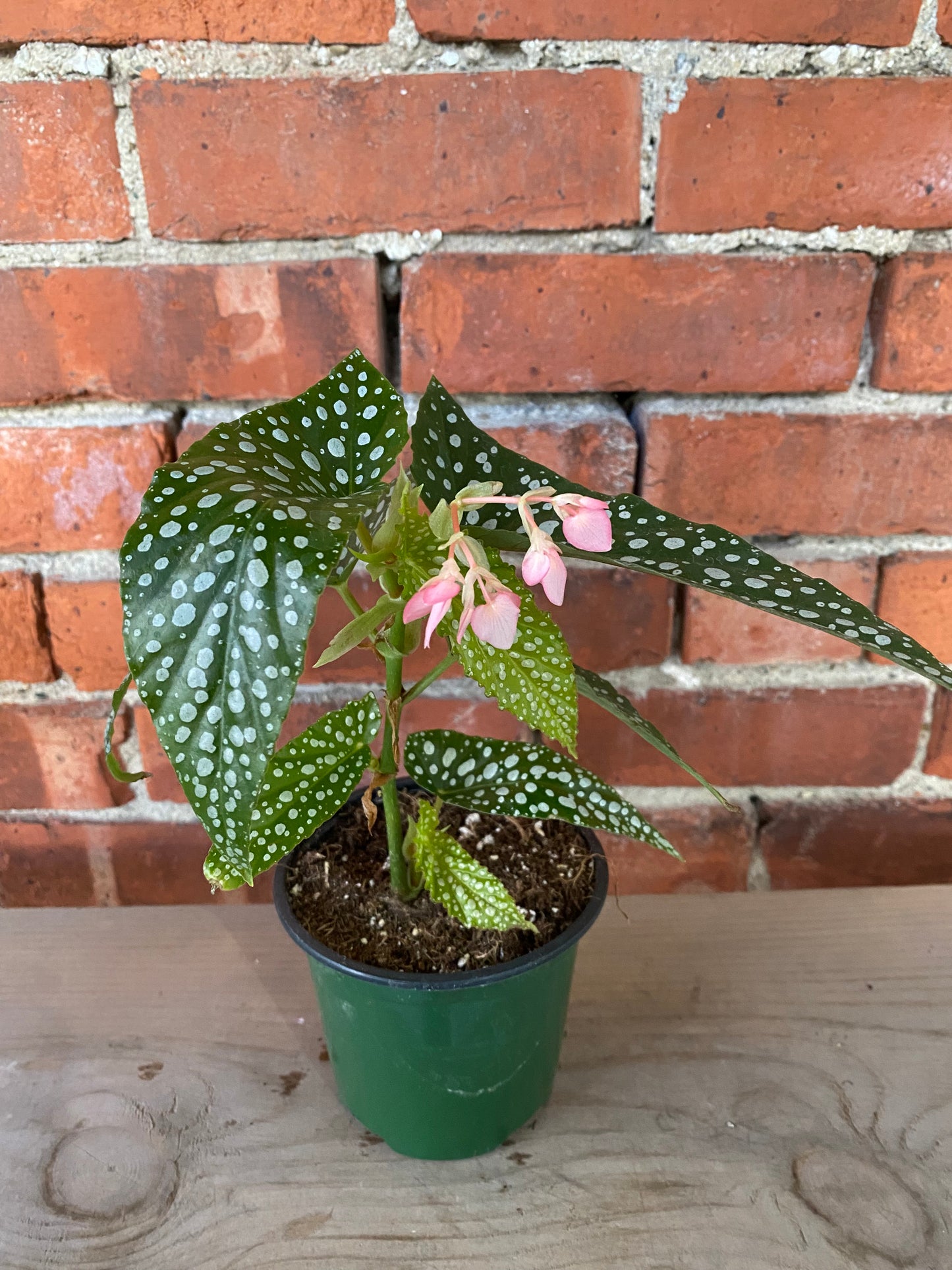 Begonia maculata 'Silver Spot'