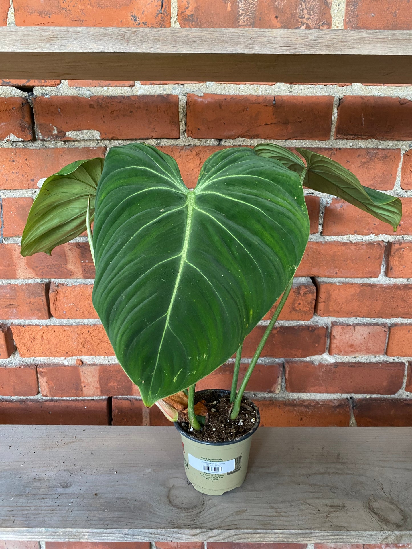 Philodendron Gloriosum