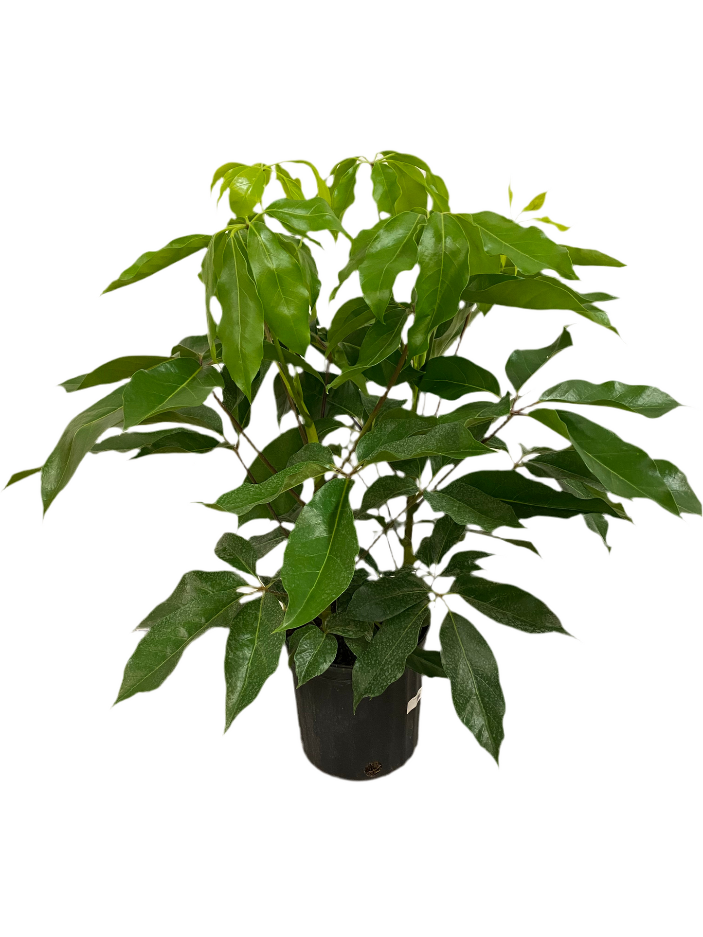 Schefflera actinophylla ‘Amate Umbrella Tree’