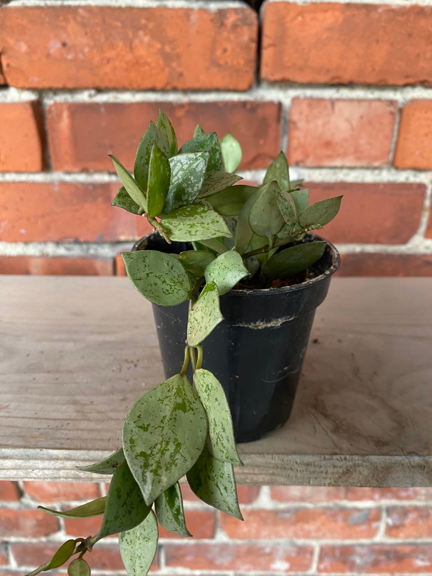 Hoya krohniana 'Artic'