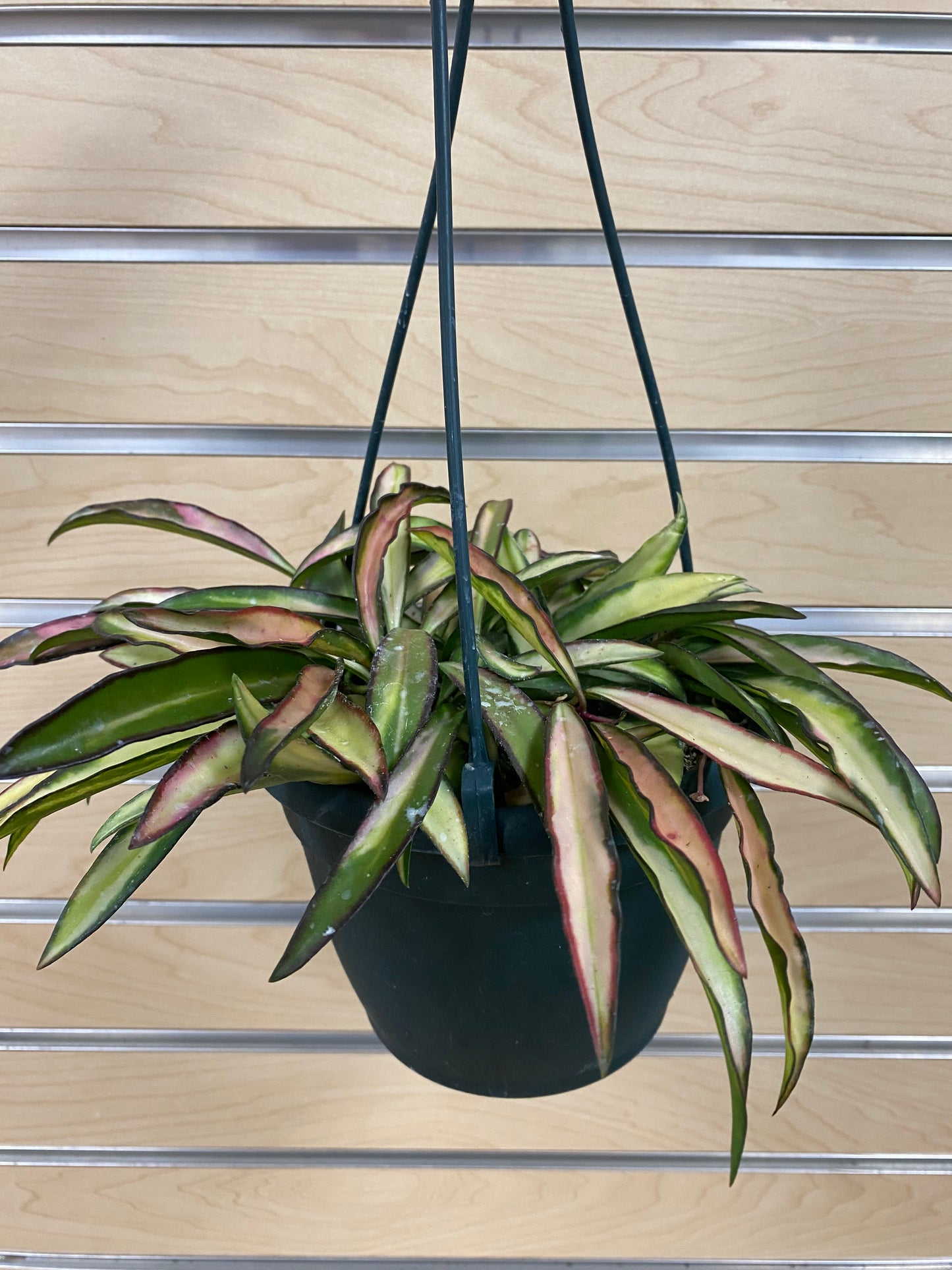 Hoya wayetti 'Tricolor' - 6" Hanging Basket