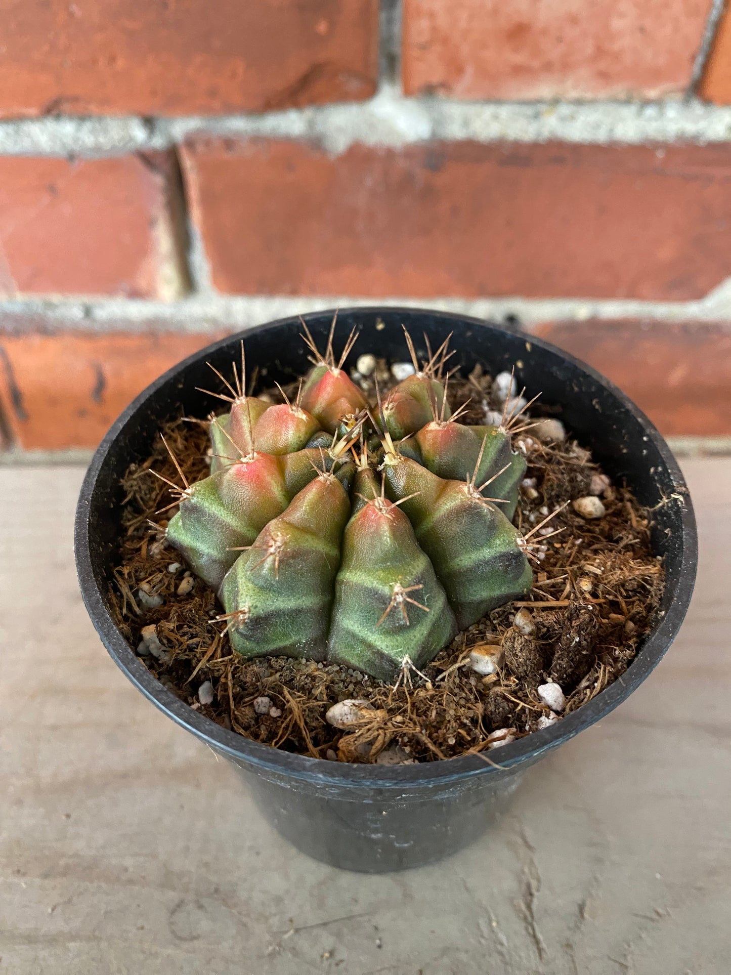 Gymnocalycium mihanovichii 'Chin Cactus'