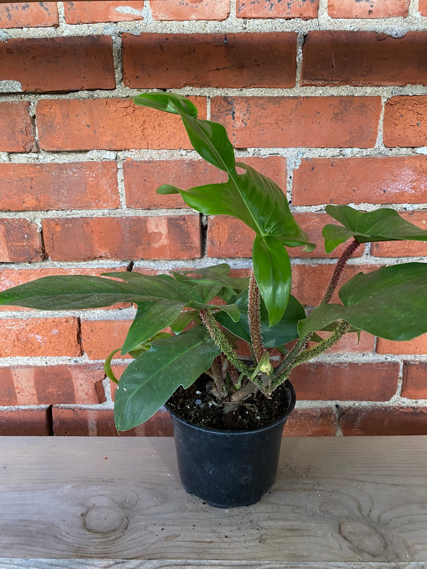 Philodendron squamiferum ‘Hairy Philodendron’