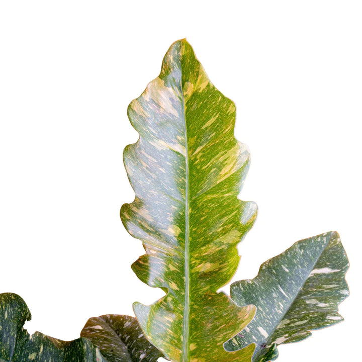 Philodendron 'Ring of Fire'