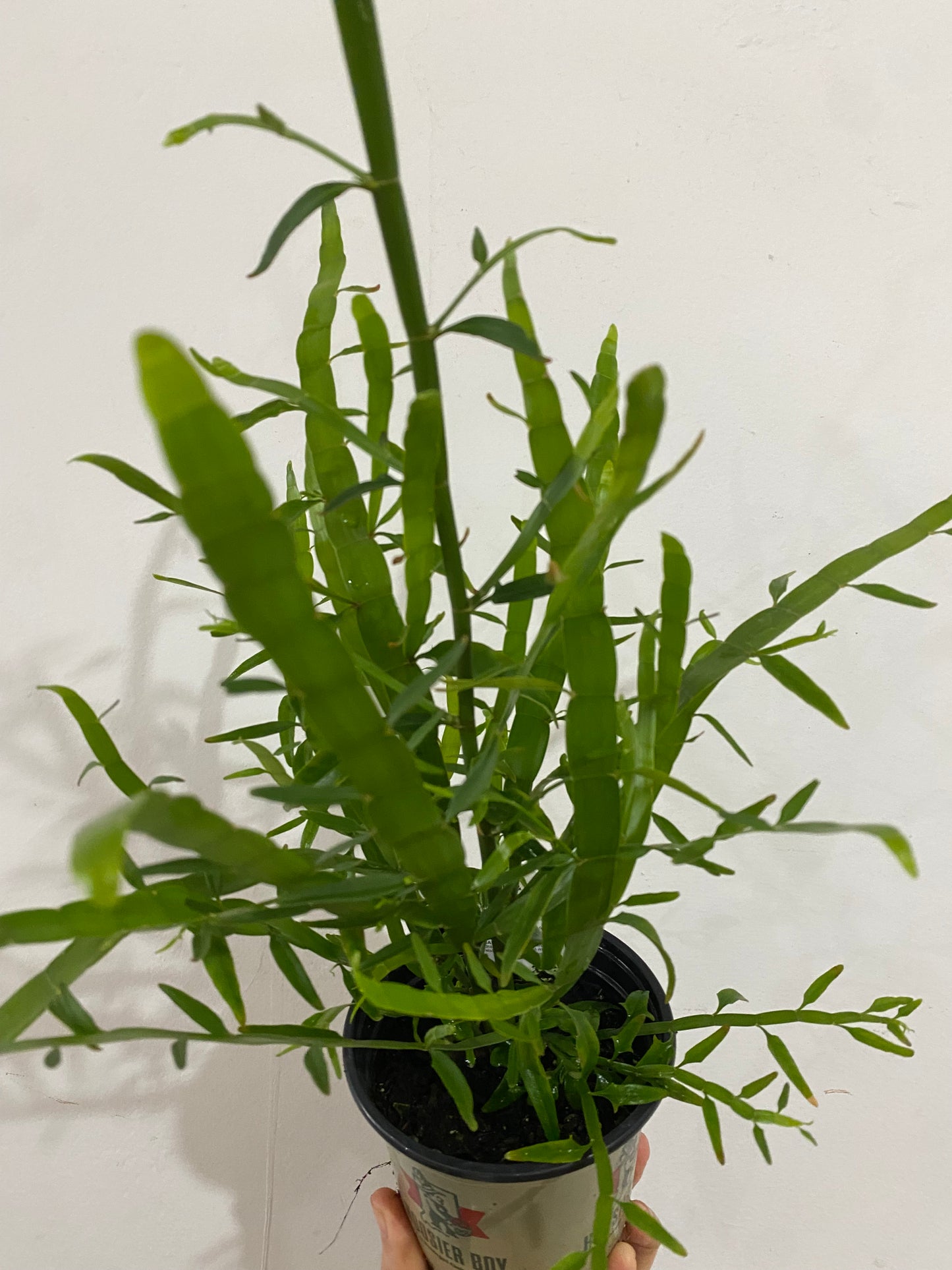 Homalocladium platycladum ‘Ribbons’