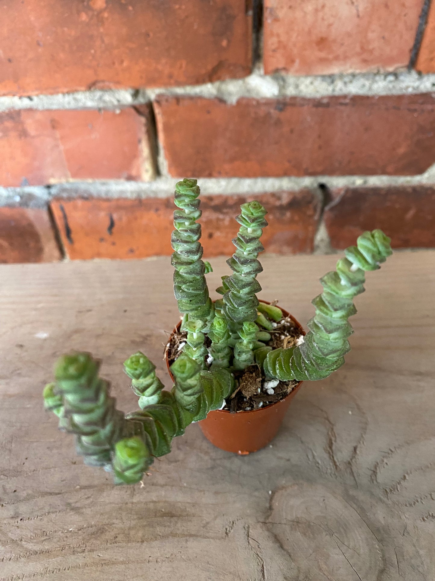 Crassula rupestris 'Tom Thumb’