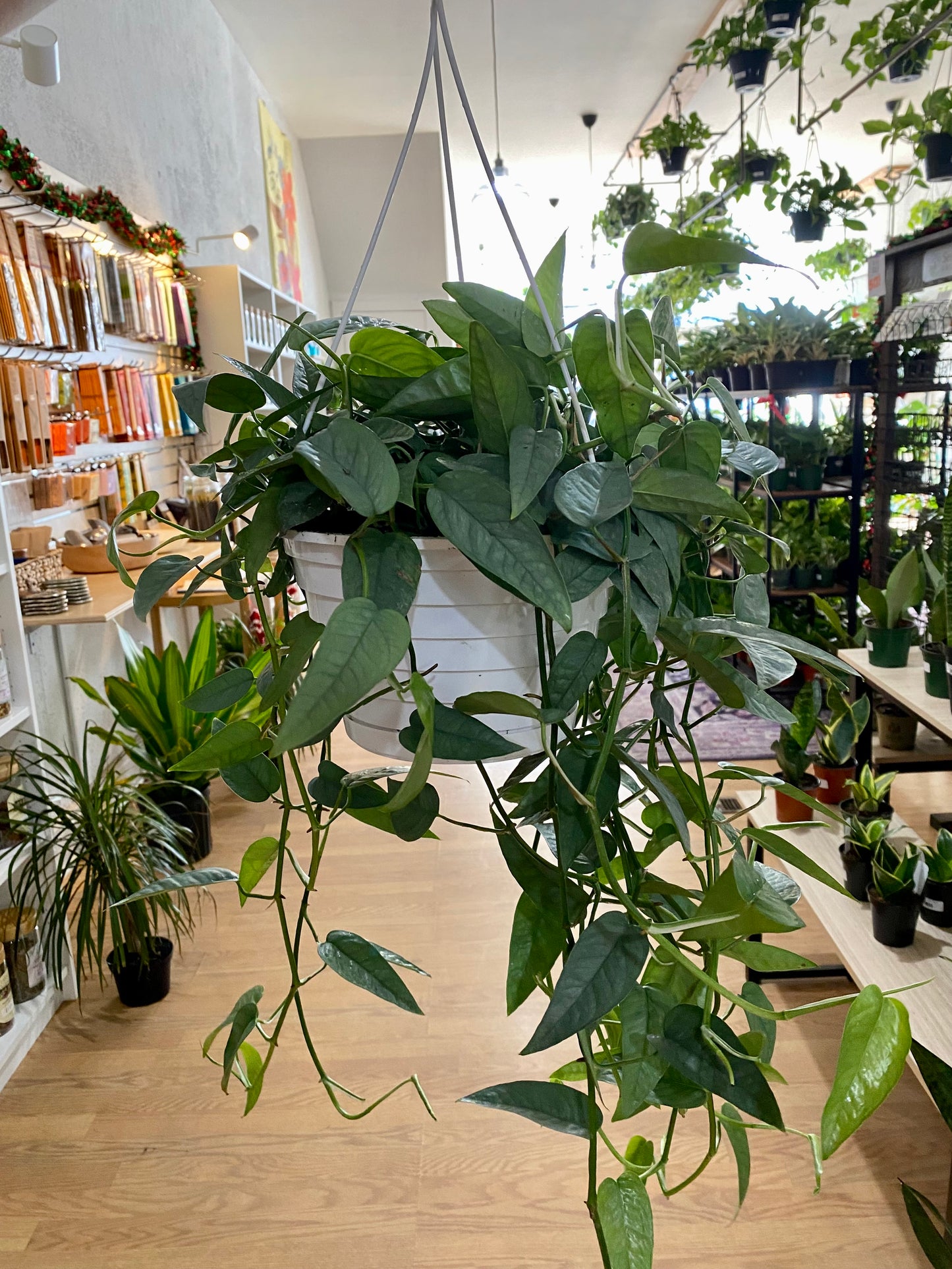 Epipremnum pinnatum 'Cebu Blue Pothos'