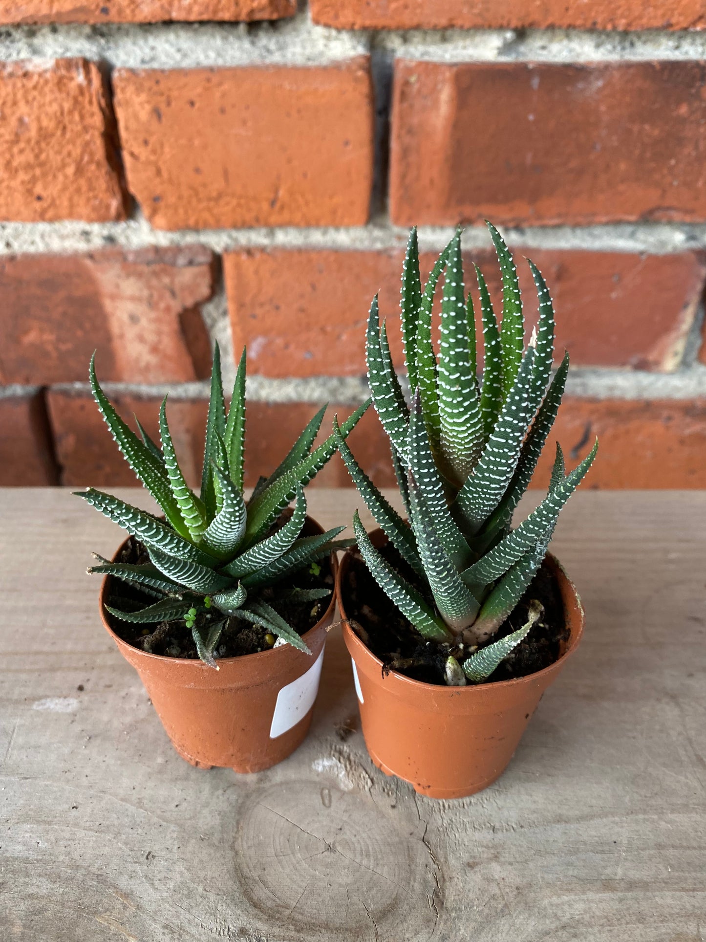 Haworthia 'Assorted Varieties'