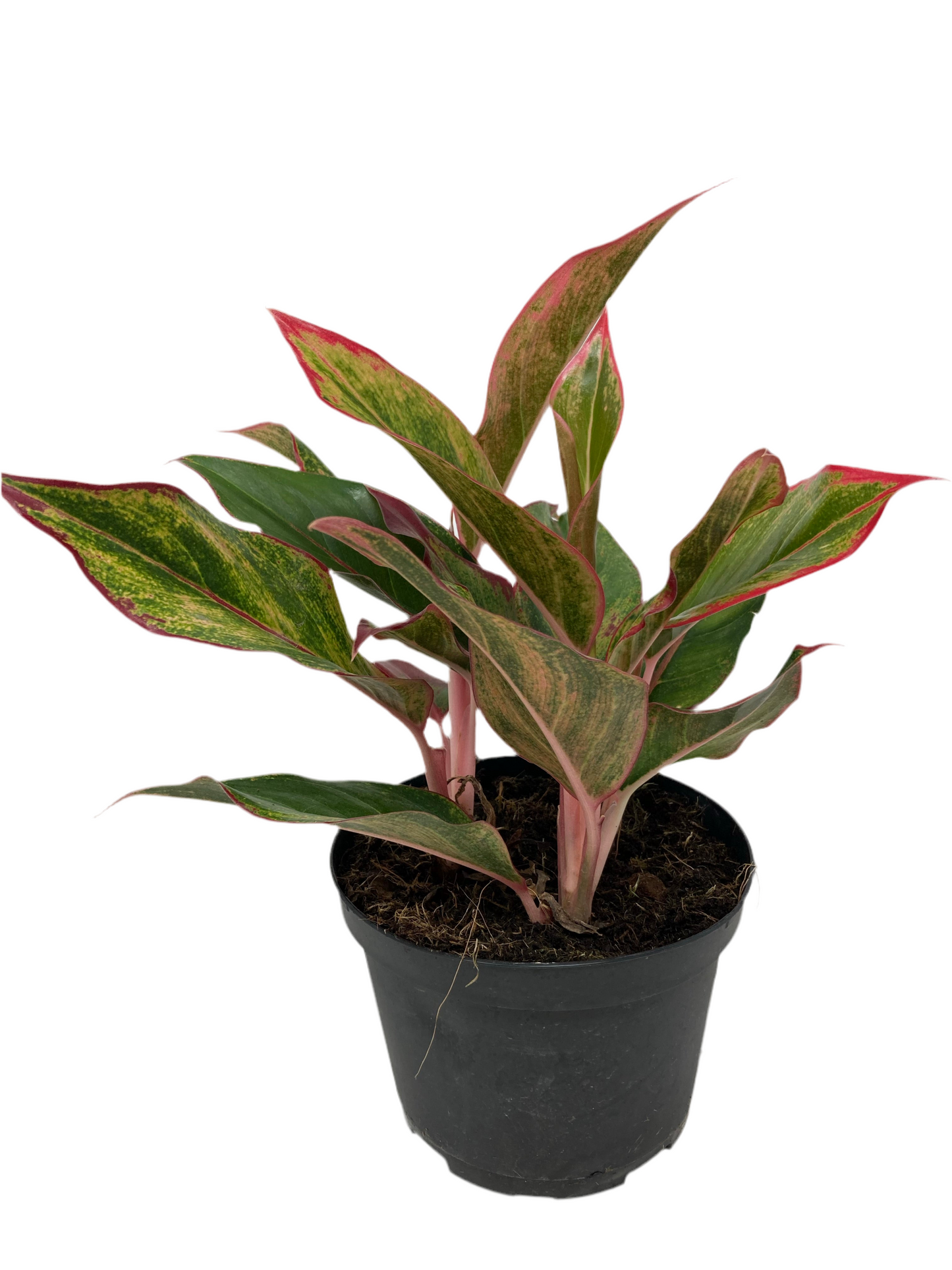 Aglaonema 'Siam'